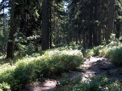 foto_wanderung_mittagsplatzl_1.jpg (57310 Byte)